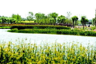 德州又添休闲新地标 沙王河湿地公园即将落成，生态修复引领城市转型